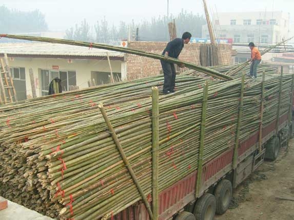 用竹竿和薄膜搭建簡易薄膜大棚的方法