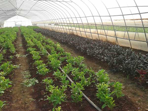 蔬菜簡易單棟大棚圖片3