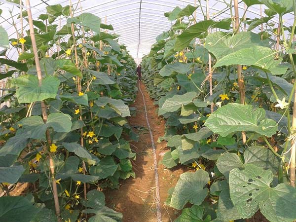 蔬菜簡易單棟大棚圖片