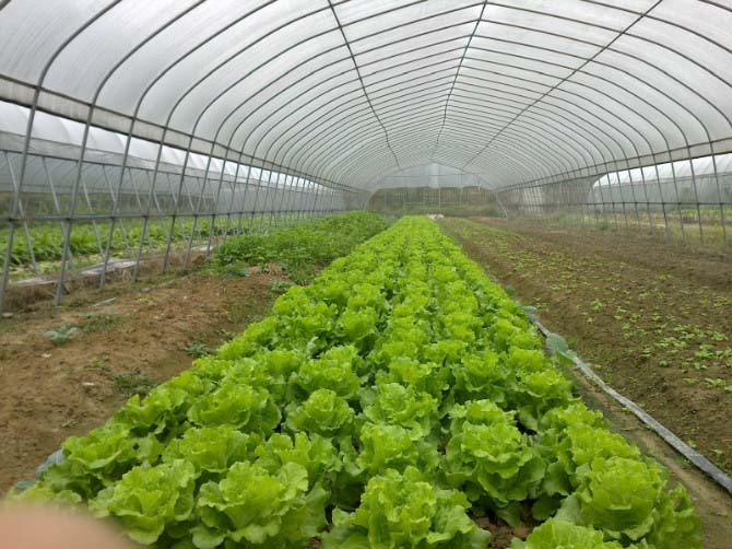 蔬菜簡易單棟大棚圖片大全