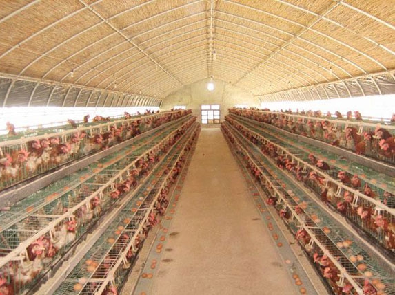 養雞大棚圖片