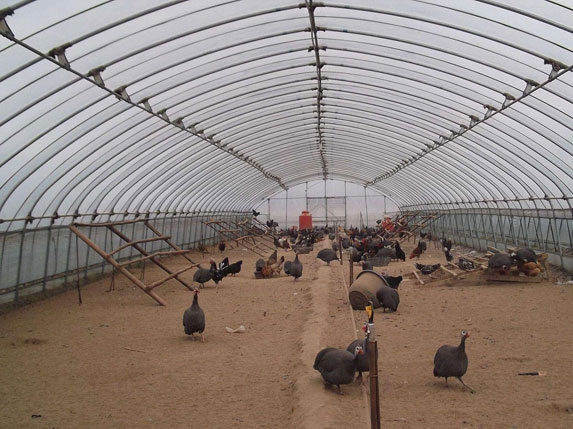 簡易養雞大棚圖片