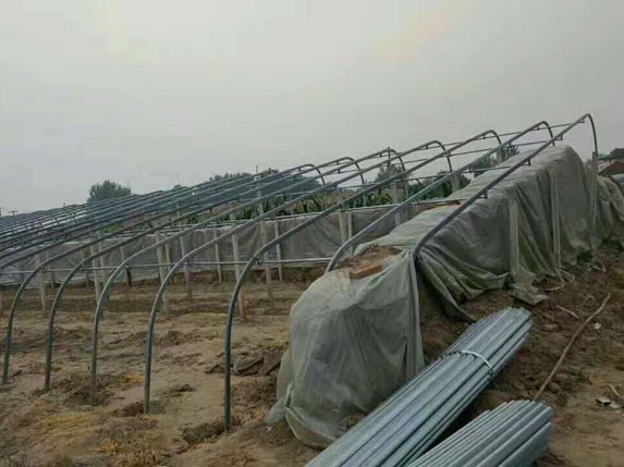 帶后墻的橢圓管型大棚骨架圖片 帶后墻的橢圓管型大棚骨架圖片