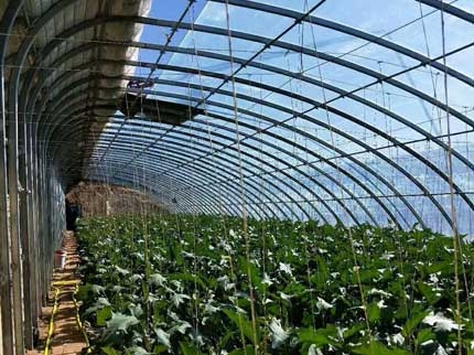 橢圓管大棚內(nèi)部構(gòu)造圖片 橢圓管大棚內(nèi)部構(gòu)造圖片