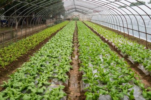 蔬菜大棚圖片