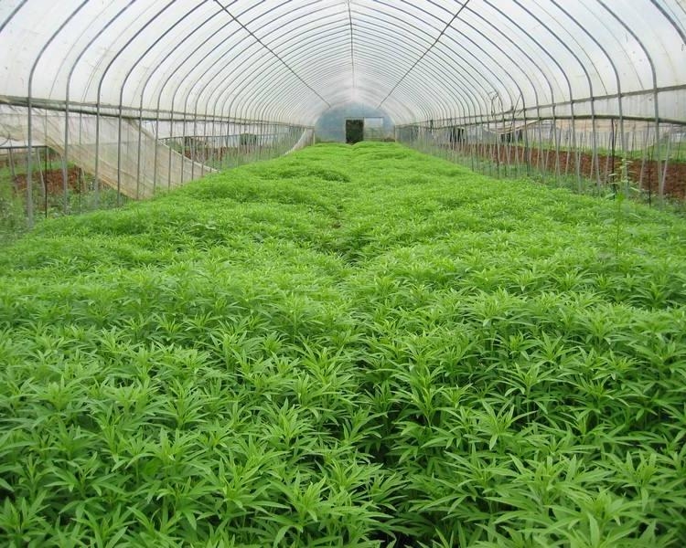 溫室大棚鋼管圖片 溫室大棚鋼管圖片